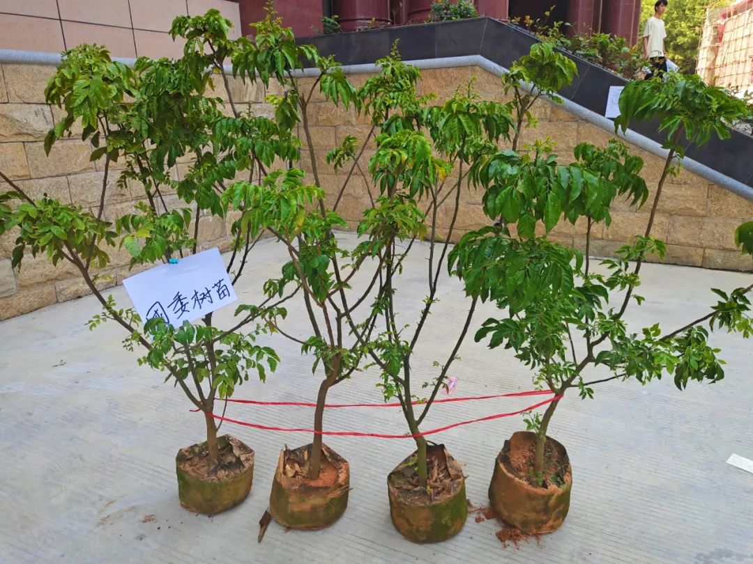 团委树苗 beat365在线体育官网登录入口供图.jpg